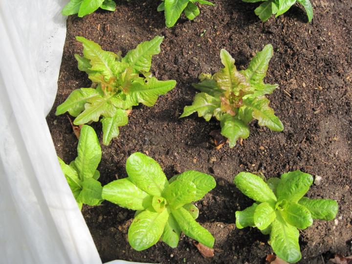 how-to-grow-your-own-salad-greens-old-farmer-s-almanac